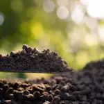 Ambiente ao ar livre com fundo de árvores verdes e luz natural, mostrando o uso do esterco na agricultura.