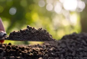 Ambiente ao ar livre com fundo de árvores verdes e luz natural, mostrando o uso do esterco na agricultura.