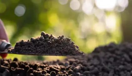 Ambiente ao ar livre com fundo de árvores verdes e luz natural, mostrando o uso do esterco na agricultura.