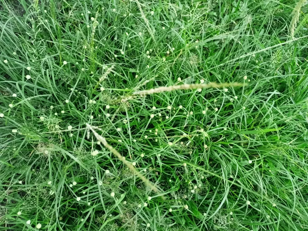 Vegetação que participa do ciclo do metano, essencial para o entendimento do ciclo do carbono.