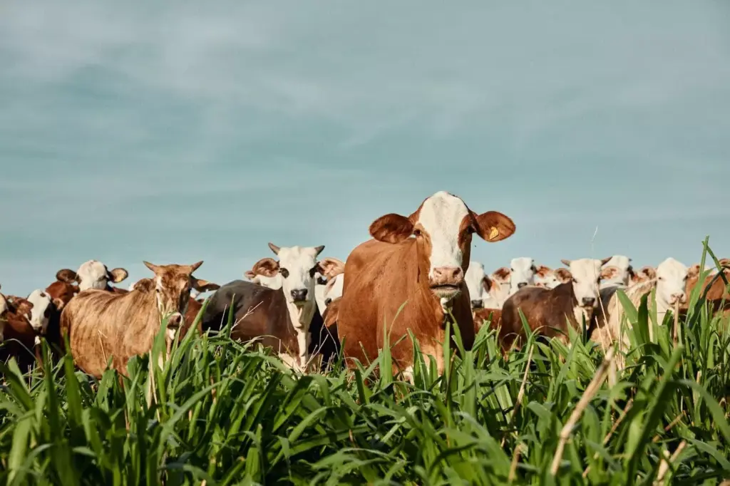 Gados pastando em um campo verde sob céu azul, exemplificando como o pasto influencia positivamente o perfil lipídico