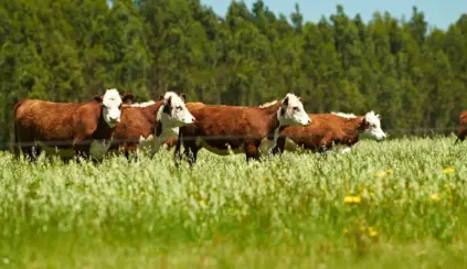 Gado a pasto em um campo verde sob céu azul, com árvores ao fundo, demonstrando uma fazenda sustentável