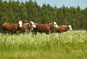 Gados pastando em um campo verde sob céu claro, promovendo bem-estar animal e o cuidado com os animais de fazenda.