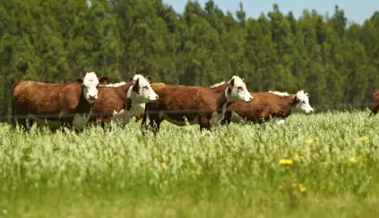 Gados pastando em um campo verde sob céu claro, promovendo bem-estar animal e o cuidado com os animais de fazenda.