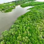 Vista aérea de uma área de floresta ao lado de um rio, ilustrando matéria sobre infração ambiental.