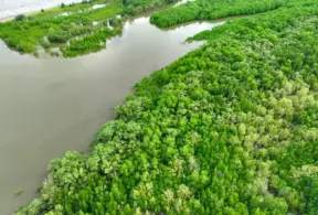 Vista aérea de uma área de floresta ao lado de um rio, ilustrando matéria sobre infração ambiental.