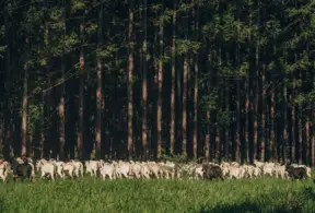 Fileira de gado pastando em uma área verde com uma floresta ao fundo, promovendo práticas sustentáveis de produtos de carbono neutro.
