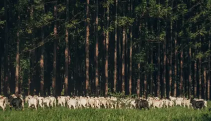 Fileira de gado pastando em uma área verde com uma floresta ao fundo, promovendo práticas sustentáveis de produtos de carbono neutro.