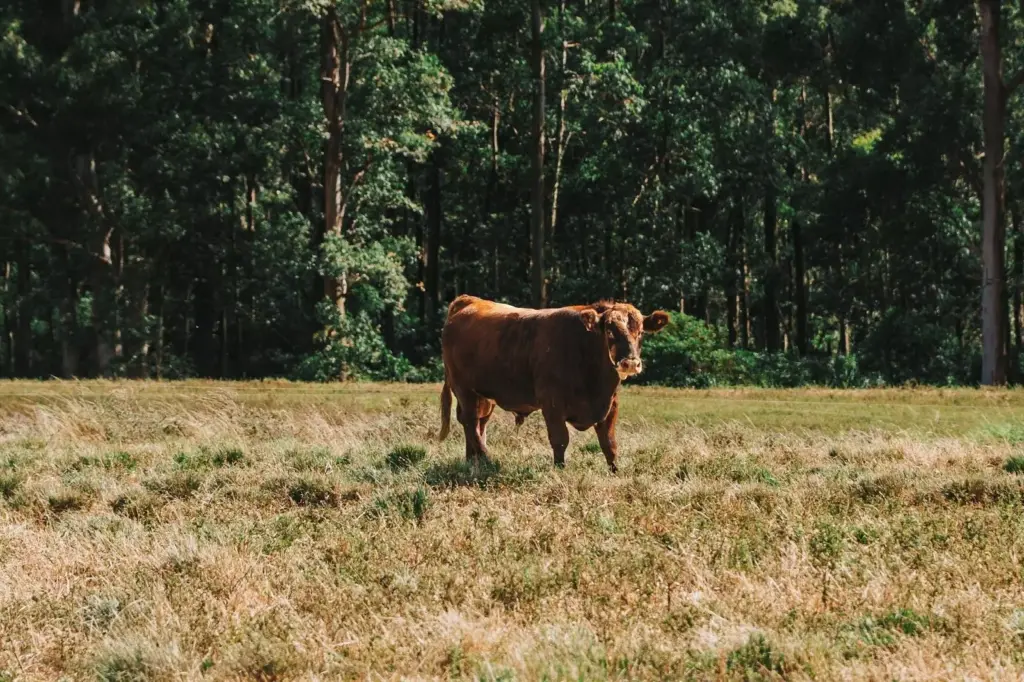 Boi em pasto verdejante com árvores ao fundo, simbolizando a importância da agropecuária e a criação de gado no Brasil.