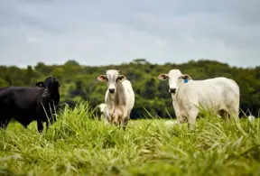 Três bois, um preto e dois branoas, em meio a campo verde sob céu nublado