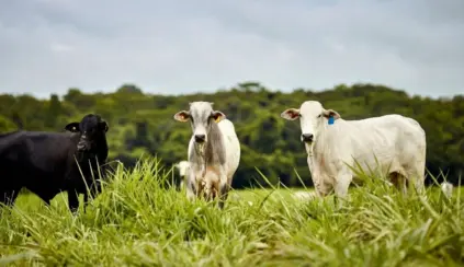 Três bois, um preto e dois branoas, em meio a campo verde sob céu nublado