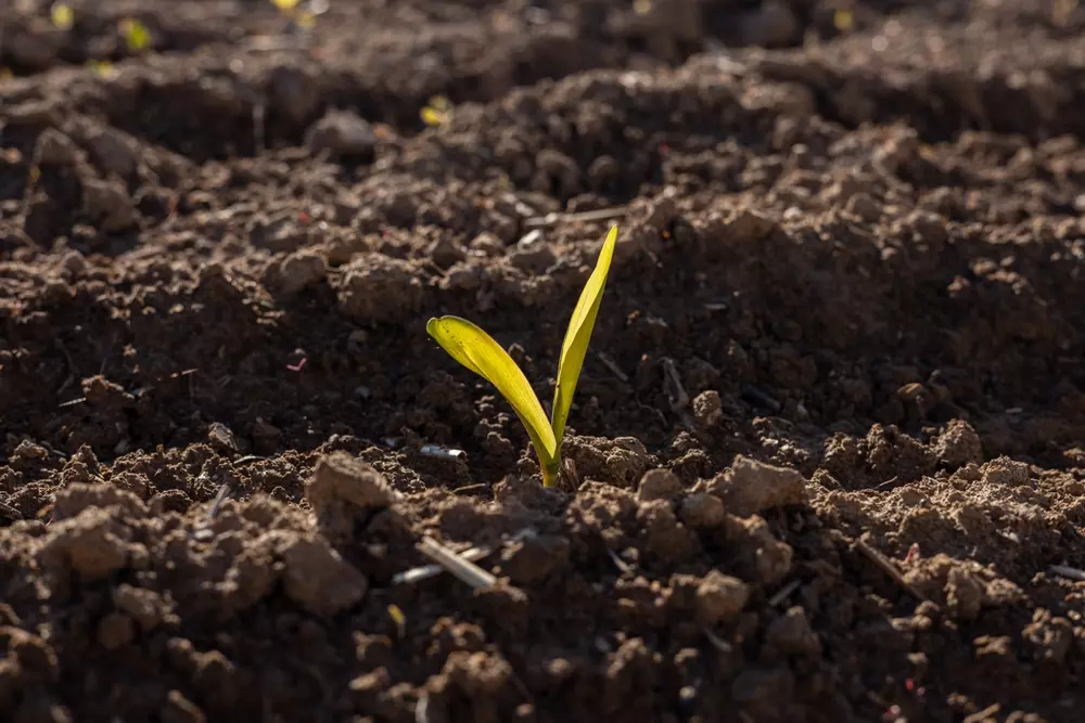 Muda de planta crescendo na recuperação de pastagens, promovendo a regeneração do solo e a sustentabilidade na agricultura.