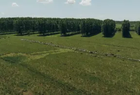 Vista aérea de uma fazenda com rebanho de gado, destacando a importância da tecnologia e rastreabilidade na cadeia da carne para controle e transparência