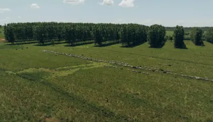 Vista aérea de uma fazenda com rebanho de gado, destacando a importância da tecnologia e rastreabilidade na cadeia da carne para controle e transparência