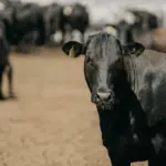 Boi angus em um pasto