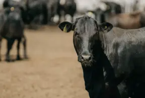 Boi angus em um pasto