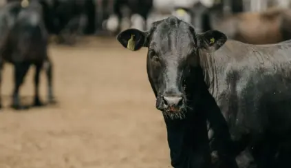 Boi angus em um pasto