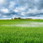 Campo com grama verde e água sob um céu nublado, representando a água da chuva armazenada no solo.