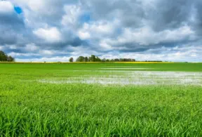 Campo com grama verde e água sob um céu nublado, representando a água da chuva armazenada no solo.