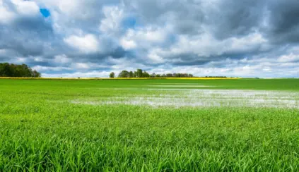 Campo com grama verde e água sob um céu nublado, representando a água da chuva armazenada no solo.
