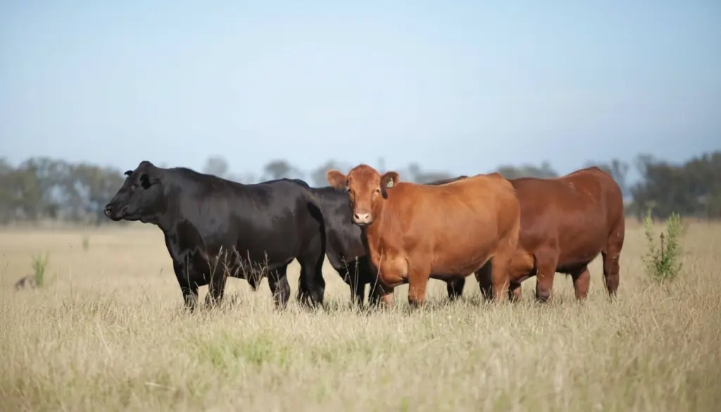 Cattle grazing in open field, highlighting high-quality, flavorful Angus beef. 