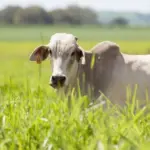 Boi pastando em um campo verde, representando práticas sustentáveis no pasto e a preservação do meio ambiente na agropecuária.
