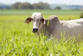 Boi pastando em um campo verde, representando práticas sustentáveis no pasto e a preservação do meio ambiente na agropecuária.