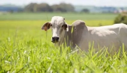 Boi pastando em um campo verde, representando práticas sustentáveis no pasto e a preservação do meio ambiente na agropecuária.