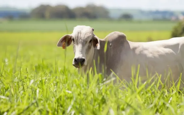 Boi pastando em um campo verde, representando práticas sustentáveis no pasto e a preservação do meio ambiente na agropecuária.