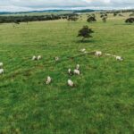 Fazenda com gado na área de pastagem, representando a nova pecuária, uma abordagem moderna e sustentável para a criação de gado no Brasil.
