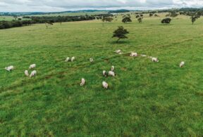 Fazenda com gado na área de pastagem, representando a nova pecuária, uma abordagem moderna e sustentável para a criação de gado no Brasil.