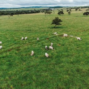 Fazenda com gado na área de pastagem, representando a nova pecuária, uma abordagem moderna e sustentável para a criação de gado no Brasil.
