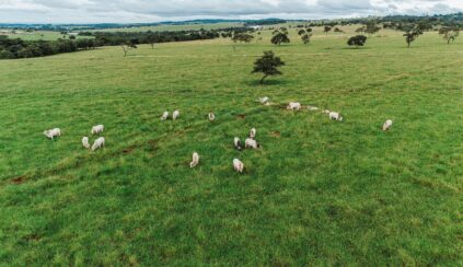 Fazenda com gado na área de pastagem, representando a nova pecuária, uma abordagem moderna e sustentável para a criação de gado no Brasil.