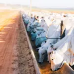 gados alimentando-se em fazenda, relacionada à nutrição de precisão no setor agropecuário