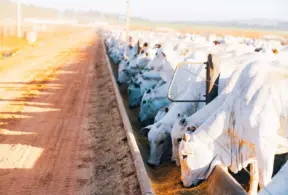gados alimentando-se em fazenda, relacionada à nutrição de precisão no setor agropecuário
