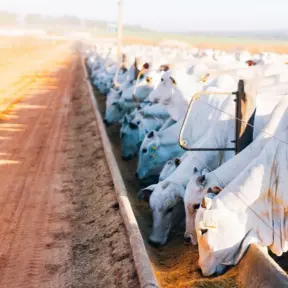 gados alimentando-se em fazenda, relacionada à nutrição de precisão no setor agropecuário