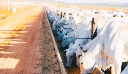 gados alimentando-se em fazenda, relacionada à nutrição de precisão no setor agropecuário