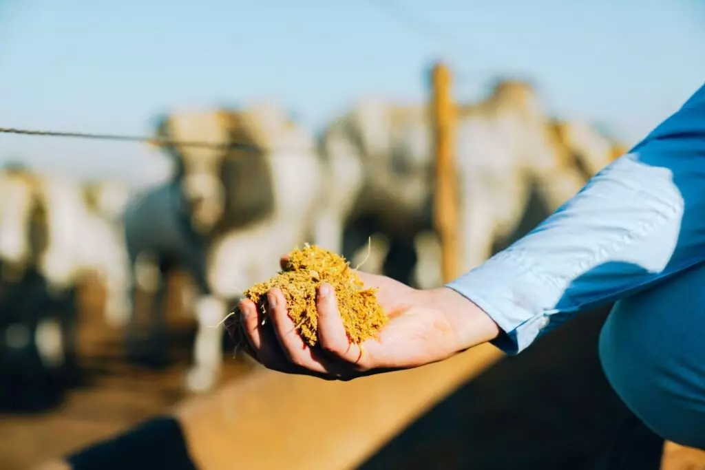 Pessoa segurando alimento para gado, com bois ao fundo