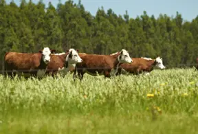 bois em um pasto verde com vegetação ao redor representando a sustentabilidade no pasto