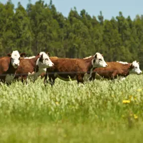 bois em um pasto verde com vegetação ao redor representando a sustentabilidade no pasto