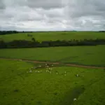 Vasta paisagem rural com campos verdes e rebanho de gado, ilustrando como produzir mais com menos em uma fazenda sustentável