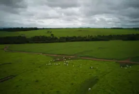 Vasta paisagem rural com campos verdes e rebanho de gado, ilustrando como produzir mais com menos em uma fazenda sustentável