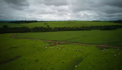 Vasta paisagem rural com campos verdes e rebanho de gado, ilustrando como produzir mais com menos em uma fazenda sustentável