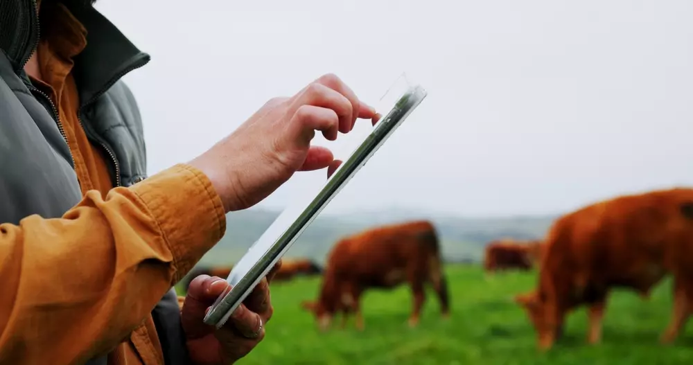 Homem utilizando tablet em uma fazenda de gado com técnicas de inteligência artificial na pecuária para monitoramento e gestão eficiente.