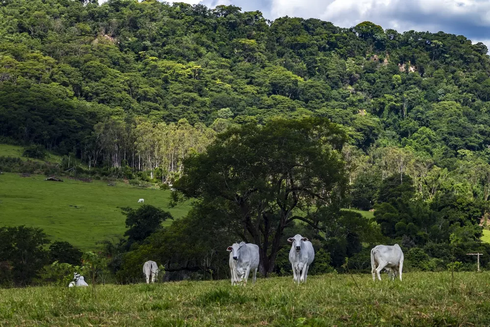 Bovinos brancos pastam em campo aberto cercado por densa mata preservada em área de colina.