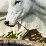 Boi utilizando um bebedouro para gestão hídrica, recurso essencial para conservação da água na agricultura e na criação de animais