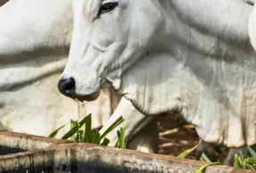 Boi utilizando um bebedouro para gestão hídrica, recurso essencial para conservação da água na agricultura e na criação de animais