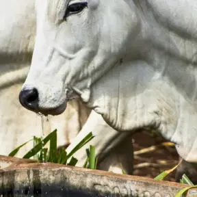 Boi utilizando um bebedouro para gestão hídrica, recurso essencial para conservação da água na agricultura e na criação de animais