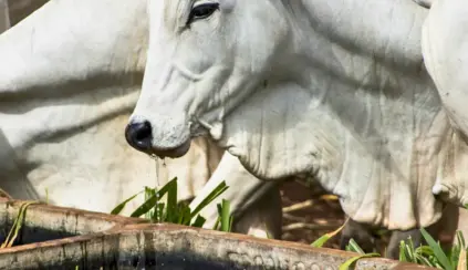 Boi utilizando um bebedouro para gestão hídrica, recurso essencial para conservação da água na agricultura e na criação de animais