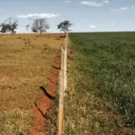 Cerca divide pastagens de baixa produtividade à esquerda e um campo verde e fértil à direita após ser recuperado.